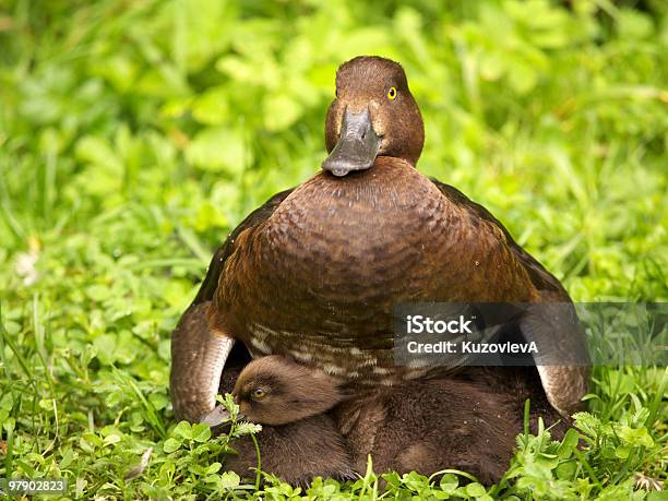 Duck And Ducklings Stock Photo - Download Image Now - Animal, Animal Themes, Animal Wildlife