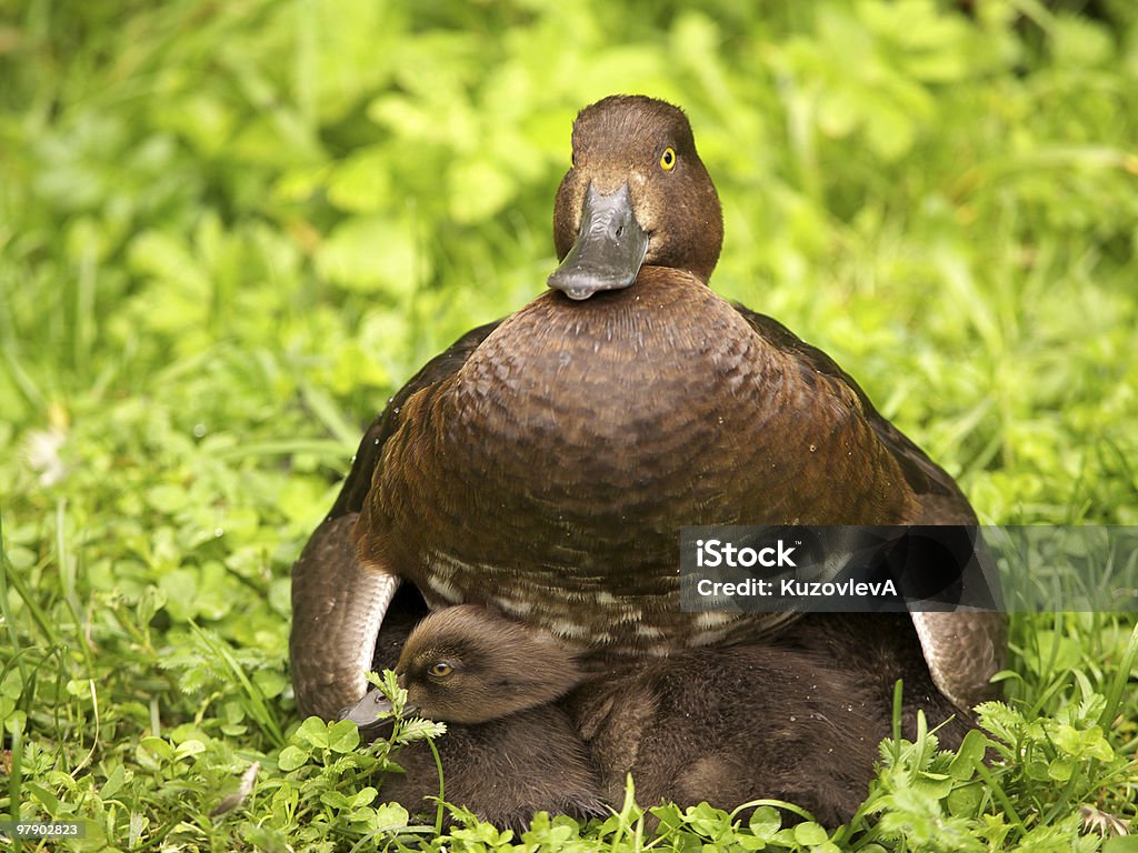 Pato e ducklings - Foto de stock de Animal royalty-free