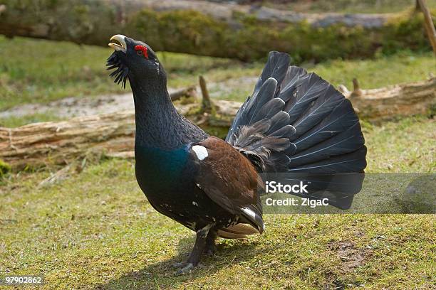 Photo libre de droit de Grousetetrao Urogallus Bois banque d'images et plus d'images libres de droit de Grand tétras - Grand tétras, Animal mâle, Animaux à l'état sauvage