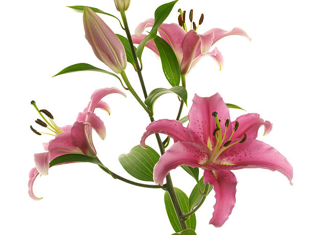 istock Branch with crimson lilies 97903317