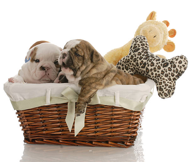 cute basket for dog toys