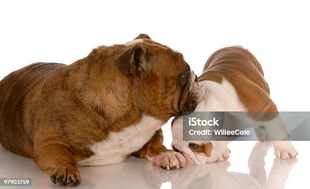 Mother Dog And Puppy Stock Photo - Download Image Now - Animal, Animal Family, Bonding
