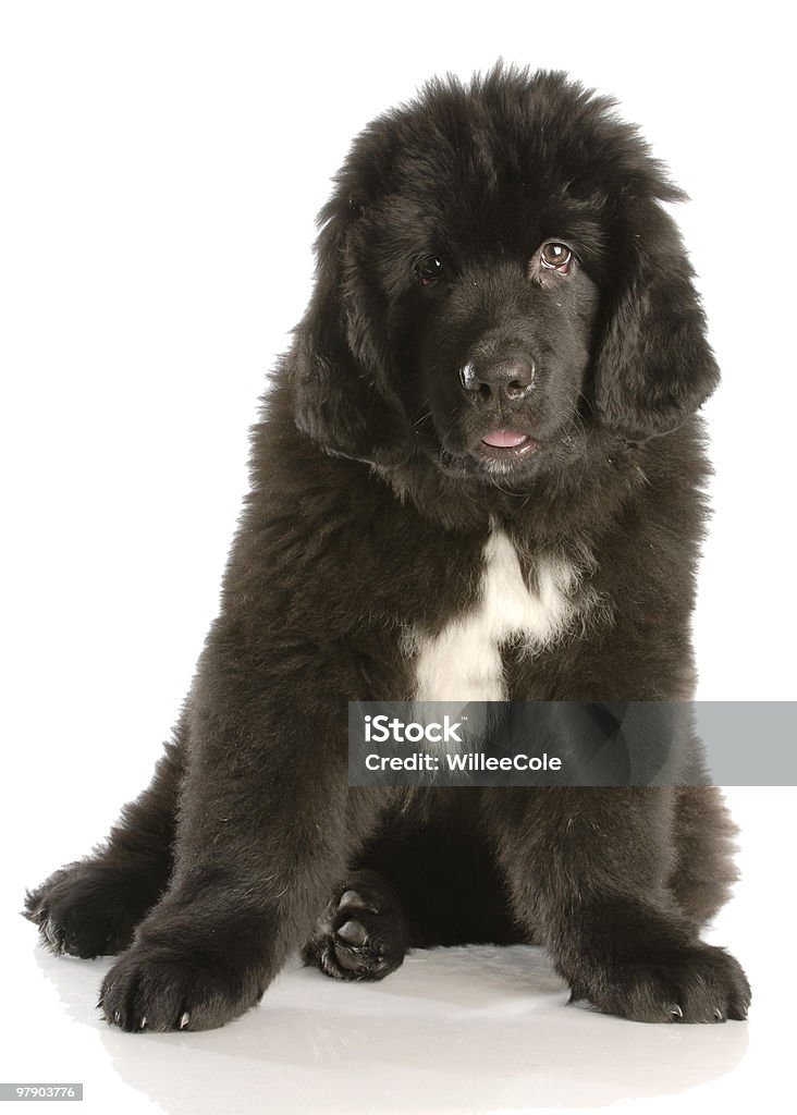 newfoundland puppy  Animal Stock Photo