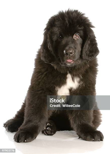Newfoundland Puppy Stock Photo - Download Image Now - Animal, Black Color, Color Image