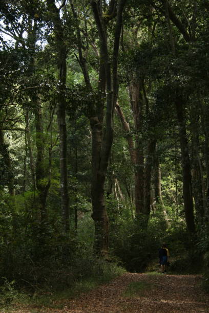 istock Children walking in a forest 979039146
