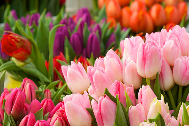 istock Multi-Colored Tulips at the Market 97904144