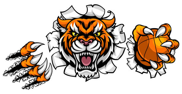 ilustraciones, imágenes clip art, dibujos animados e iconos de stock de tigre con baloncesto bola fondo de última hora - bengals