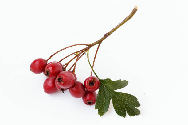 istock Sprig of hawthorn 979043544