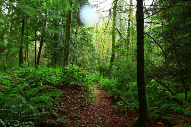 istock Pacific Northwest forest hiking trail 979047358