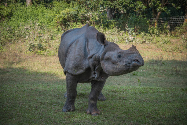 istock Rhino in Chitwan 979047922
