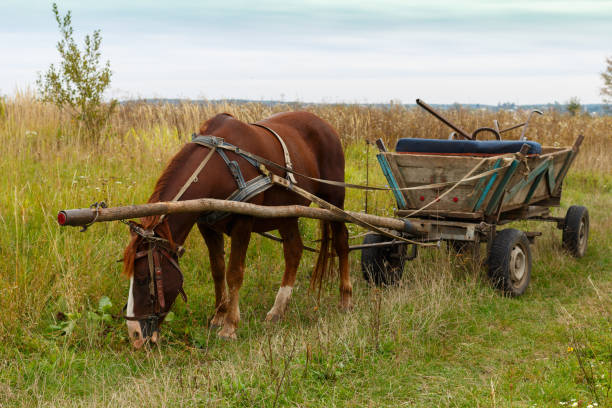 istock Horse and old wagon 979049124