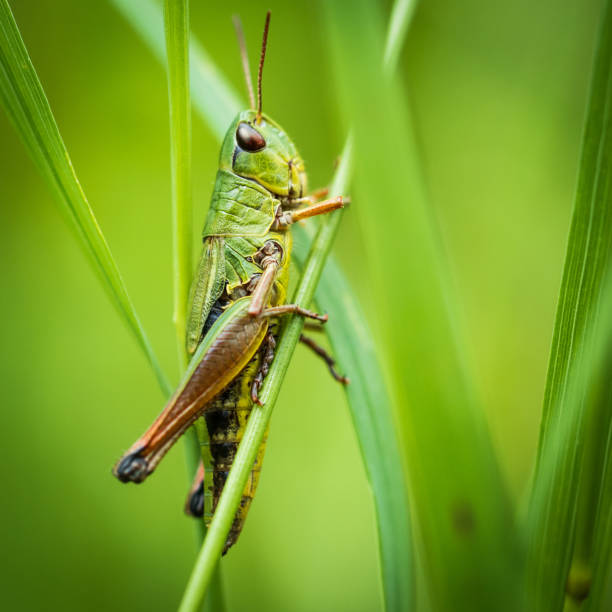 istock Green Locust Sitting In Gras 979054642