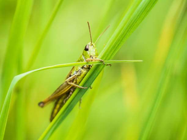 istock Green Locust Sitting In Gras 979054694