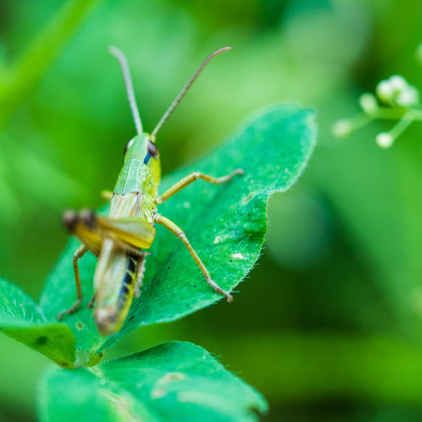 istock Green Locust Sitting In Gras 979055208