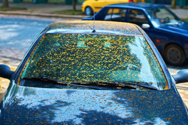 istock Dirty car windscreen due to yellow sticky coating from being parked under a linden tree caused by aphids 979059274