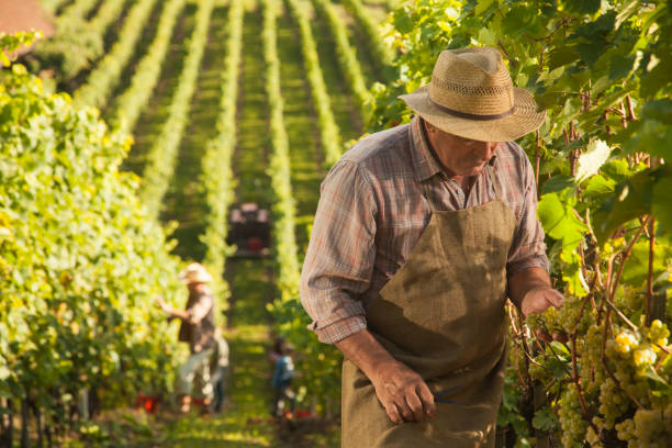 Harvesting grapes in a big vineyard. Senior man inspecting the grapes quality.
