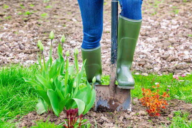 istock Woman digging with spade soil near tulips 979066228