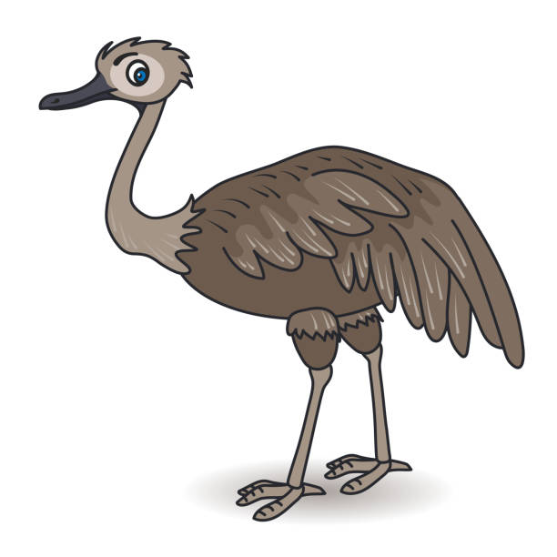 Cartoon Ostrich Australian Bird Stock Illustration - Download Image Now -  Emu, Cartoon, Africa - iStock