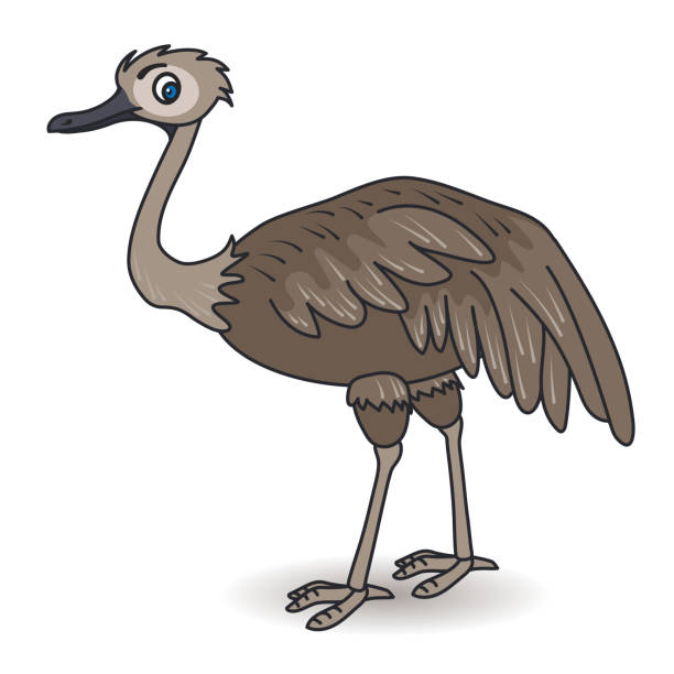 Cartoon Ostrich Australian Bird Stock Illustration - Download Image Now - Emu, Cartoon, Africa - iStock Cartoon Ostrich Australian Bird Stock Illustration - Download Image Now - Emu, Cartoon, Africa - iStock