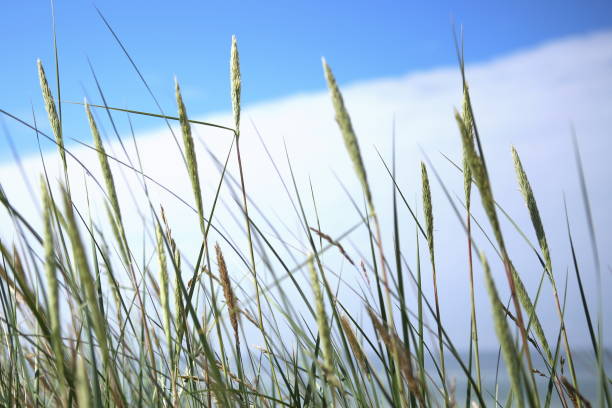 istock Dune grass on the beach of the Baltic sea. 979071204