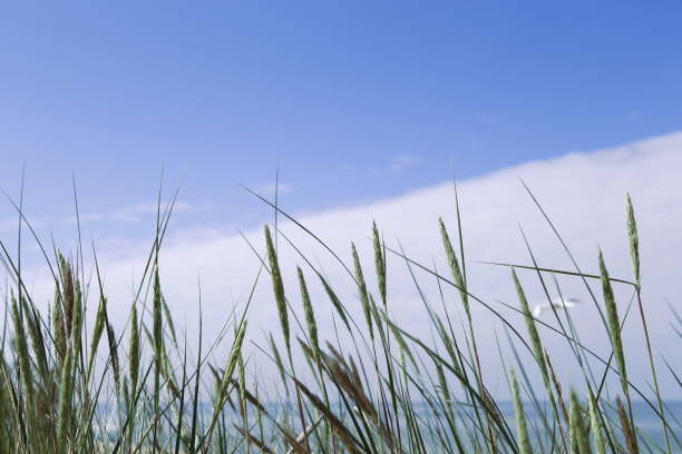 istock Dune grass on the beach of the Baltic sea. 979071332