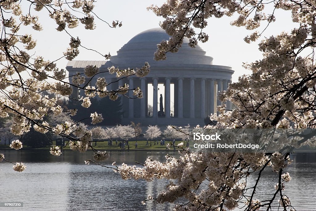 Cerisiers en fleurs et le Jefferson Memorial - Photo de Arbre libre de droits