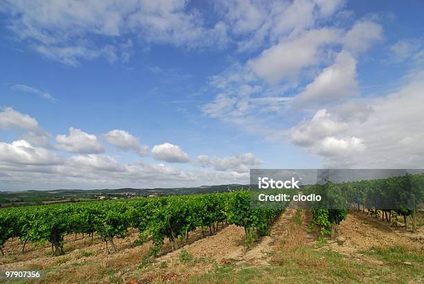 からカルカソンヌを Limoux フランスで夏のブドウ園 - つる草のストックフォトや画像を多数ご用意 - つる草, ワイン, Horizon