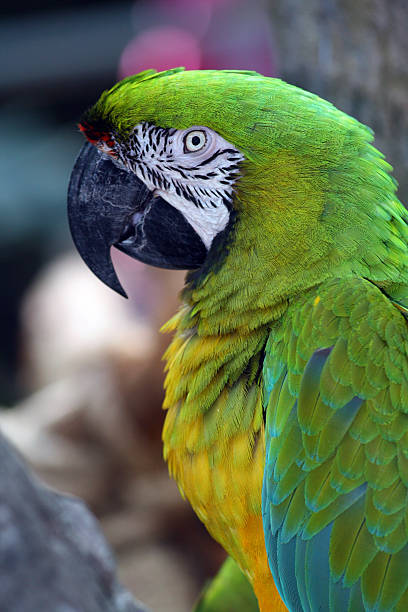 Macaw stock photo