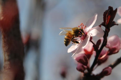 A Bee in a flower