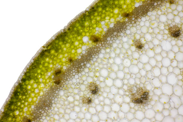 istock Microscopic view of Bearded iris plant stem cross section 979075042