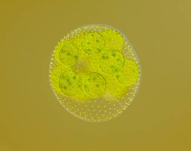istock Spherical colony of freshwater green algae (Volvox) 979075068