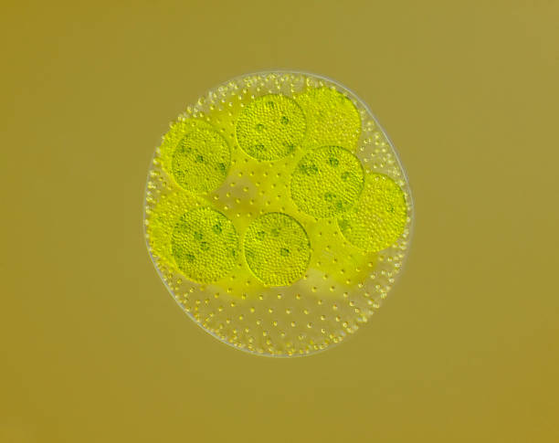 Spherical colony of freshwater green algae (Volvox) Spherical colony of freshwater green algae (Volvox). Microscopic view, oblique Rheinberg illumination. rheinberg illumination stock pictures, royalty-free photos & images