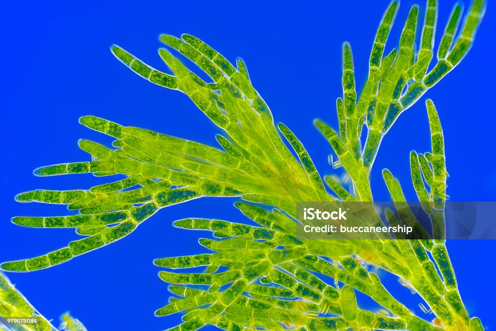 Microscopic view of green algae (Cladophora) Microscopic view of green algae (Cladophora). Rheinberg illumination. Biological Cell Stock Photo