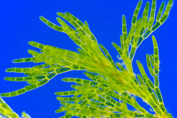 Microscopic view of green algae (Cladophora) Microscopic view of green algae (Cladophora). Rheinberg illumination. rheinberg illumination stock pictures, royalty-free photos & images