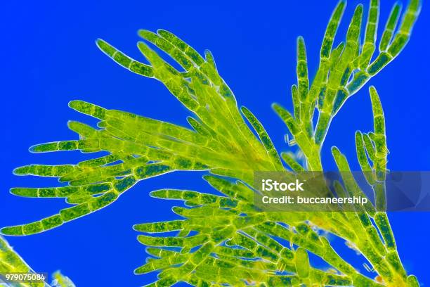 Microscopic View Of Green Algae Stock Photo - Download Image Now - Biological Cell, Green Color, Magnification