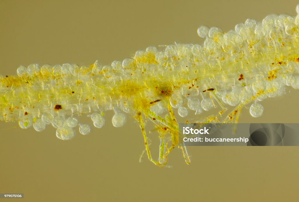 Microscopic view of unspecified eggs on Common duckweed root Microscopic view of unspecified eggs on Common duckweed (Lemna minor) root. Oblique Rheinberg illumination. Animal Stock Photo