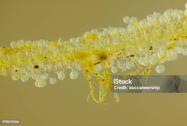 Microscopic View Of Unspecified Eggs On Common Duckweed Root Stock Photo - Download Image Now