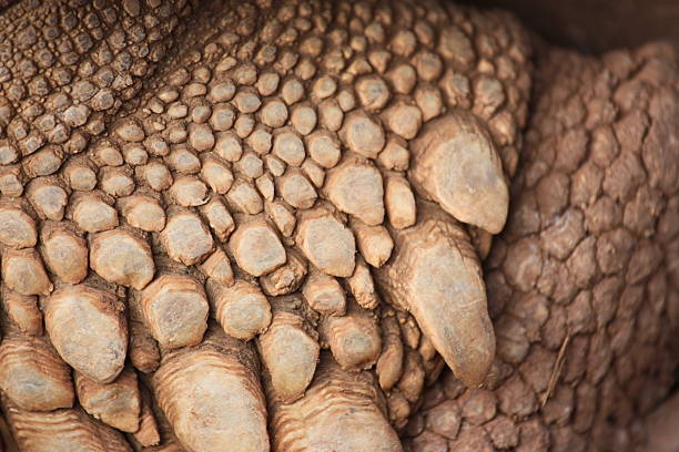 istock Spur-Thighed Tortoise Detail 97907648