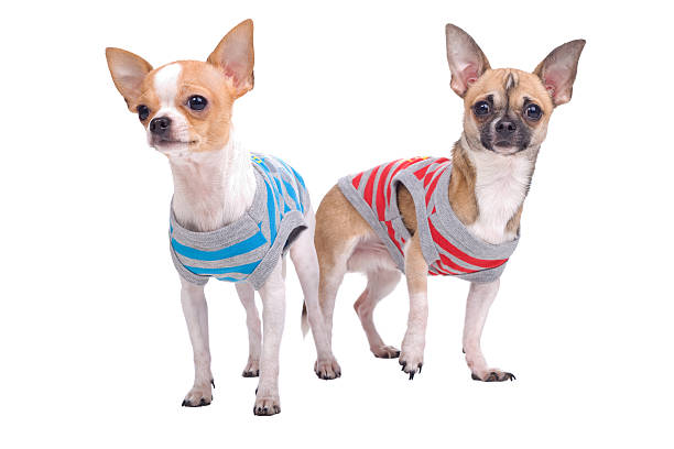 istock two chihuahua dogs 97908147