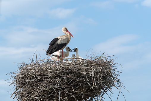White Stork in the nest