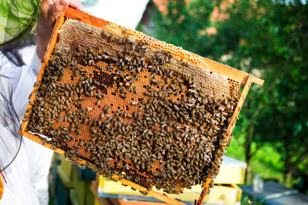 istock Beekeeper holding up honeycomb outdoors 979091708