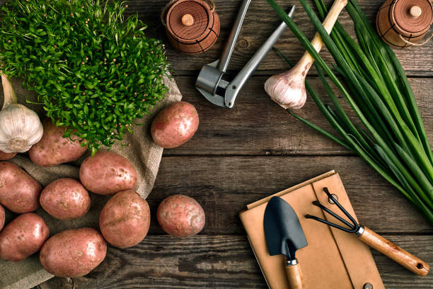 istock Gardening tools and fresh vegetables over wooden background 979093164