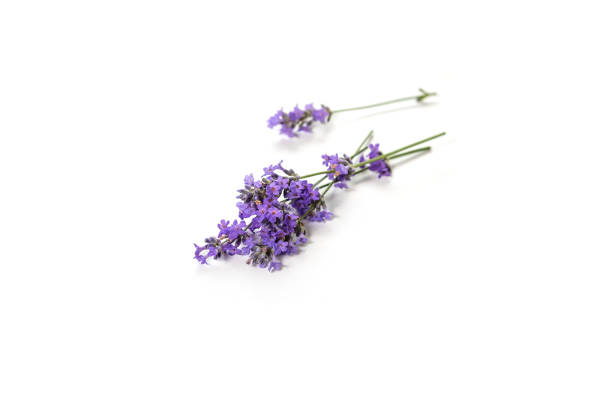 istock Fresh bunch of lavender flowers on a white background. 979098722