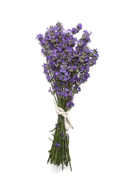 istock Fresh bunch of lavender flowers on a white background. 979098738