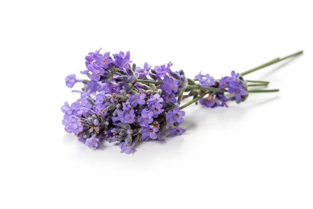 istock Fresh bunch of lavender flowers on a white background. 979098998