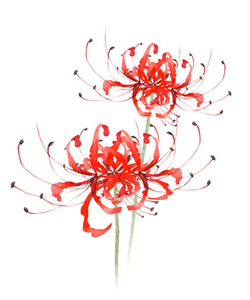 cluster amaryllis cluster amaryllis red spider lily stock illustrations