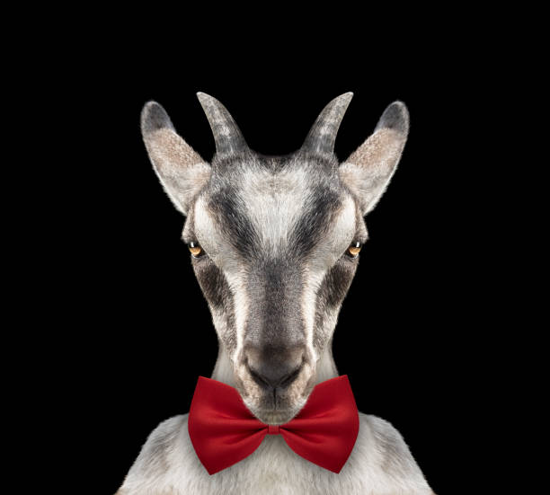 istock Cute pretty goat with bow-knot. Isolated on black 979104732