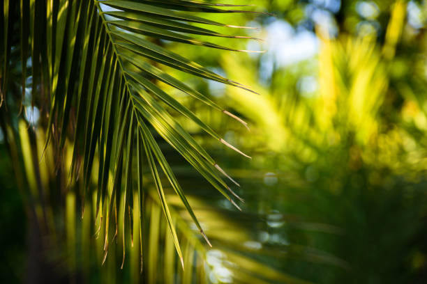 istock Palm leaves at sunshine 979105288