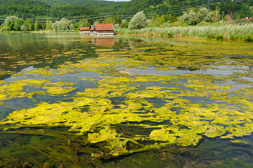 algae bloom in lake Kochelsee in Bavaria
