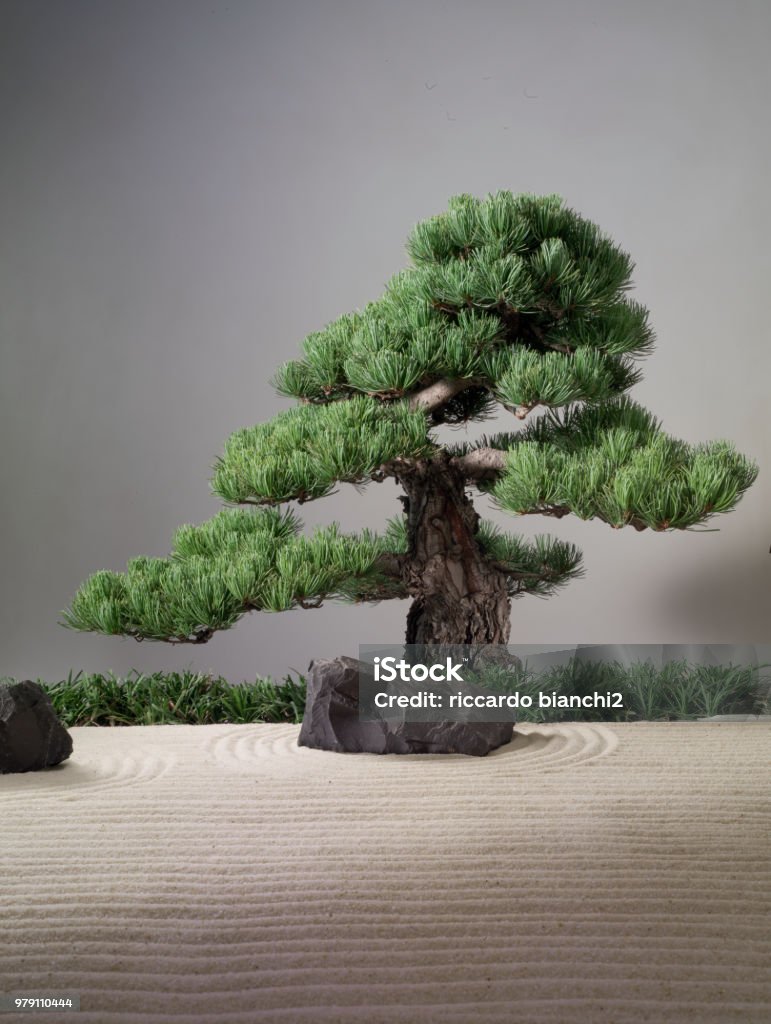 Shinkan Hobart score Bonsai Pine Tree On A Sand Asian Garden Stock Photo - Download Image Now -  Bonsai Tree, Japan, Yew Tree - iStock